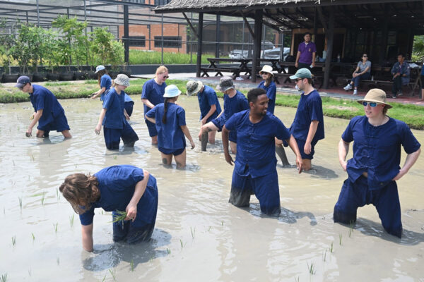 Rice Planting activity