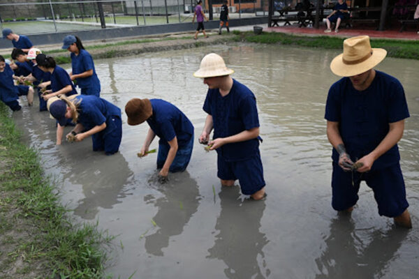 Students planting rice